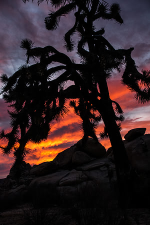 Joshua Tree National Park