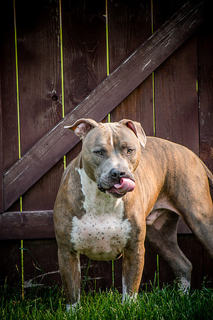 Household Pets