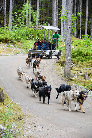 Alaska Dog Mushing