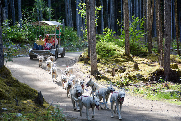 Alaska Dog Mushing