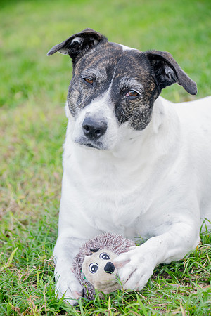Household Pets