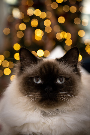Household Pets