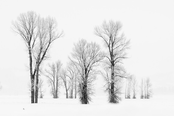 Black and White Winter Forest