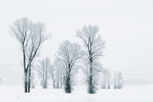 Black and White Winter Forest