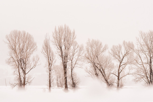 Black and White Winter Forest