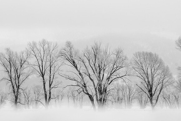 Black and White Winter Forest