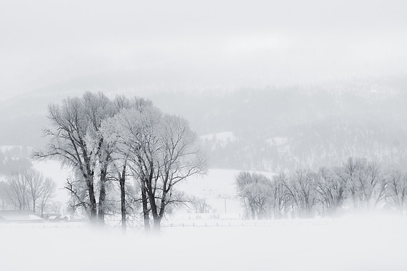 Black and White Winter Forest