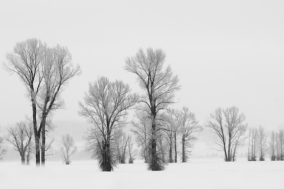 Black and White Winter Forest