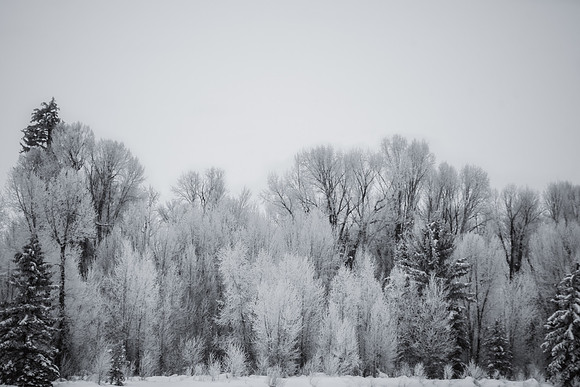 Black and White Winter Forest