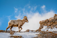 Big Horn of the Tetons