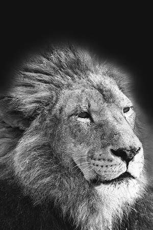 Wildlife