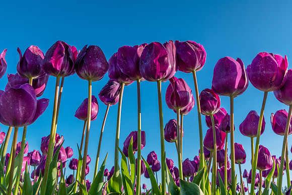 Tulips