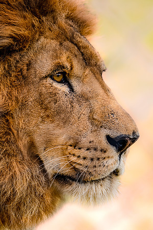 Wildlife