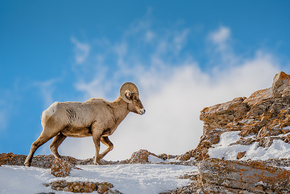 Wildlife