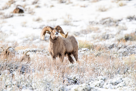 Wildlife in the Tetons