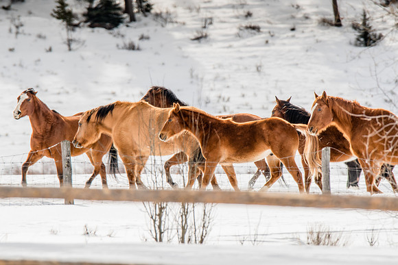 Horses in the Tetons