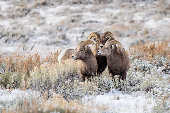 Wildlife in the Tetons