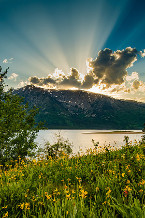 Colter Bay Wildflowers