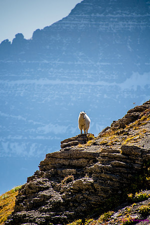 Mountain Goat on Highline Trail