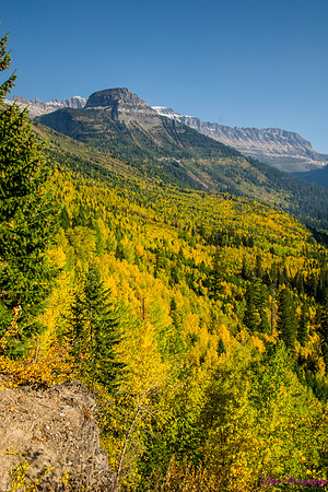 Fall colors on the West Side of the Going to the sun road
