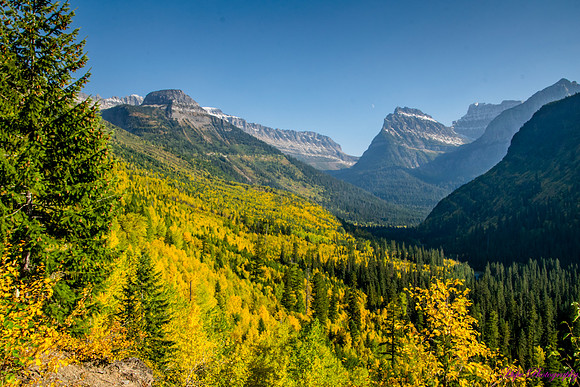 Fall colors on the West Side of the Going to the sun road