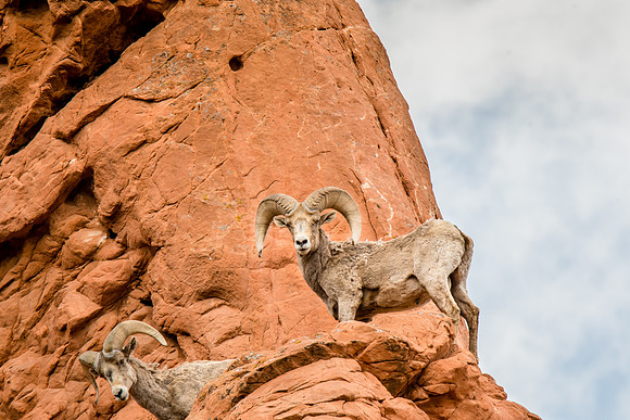 Big Horn Sheep at Garden of the Gods