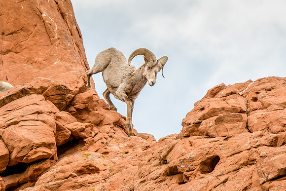 Big Horn sheep climbs over rocks