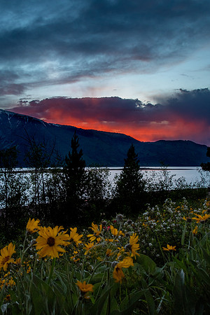 Colter Bay Wildflowers