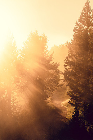 Golden Sunrise