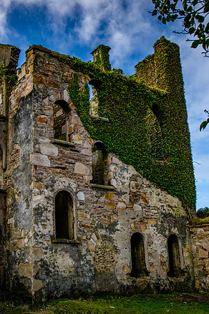 Clifden Castle Ivy wall Ireland