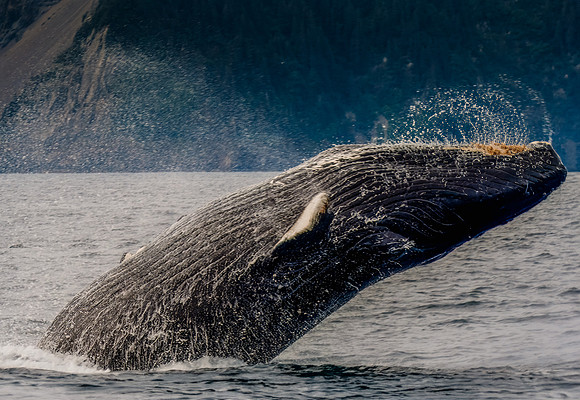 Alaskan Wildlife