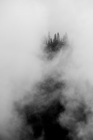 Floating Forest