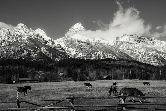 Horses in the Tetons