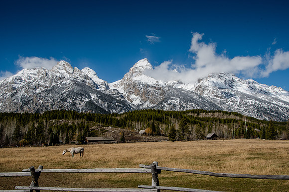 Horses in the Tetons