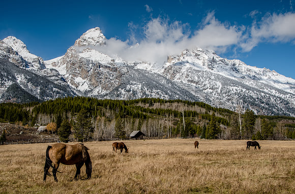 Horses in the Tetons