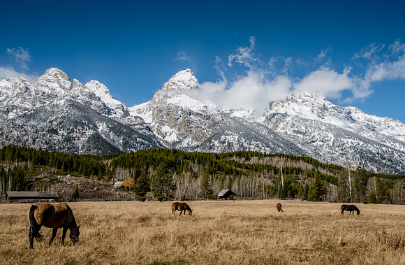 Horses in the Tetons