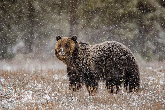 Wildlife in the Tetons