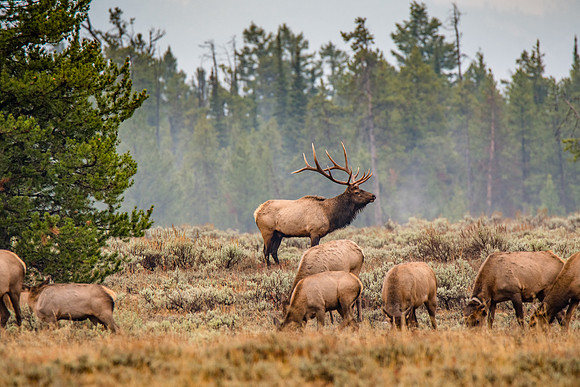 Wildlife in the Tetons