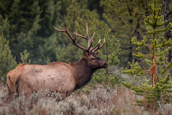 Wildlife in the Tetons