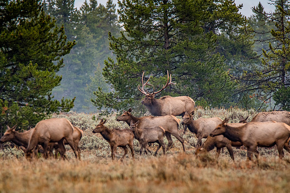 Wildlife in the Tetons