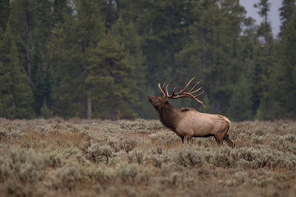 Wildlife in the Tetons