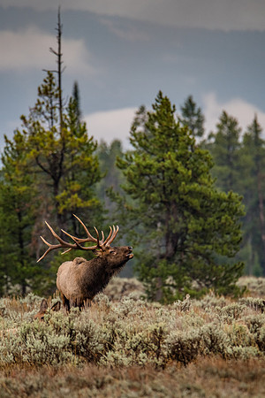 Wildlife in the Tetons