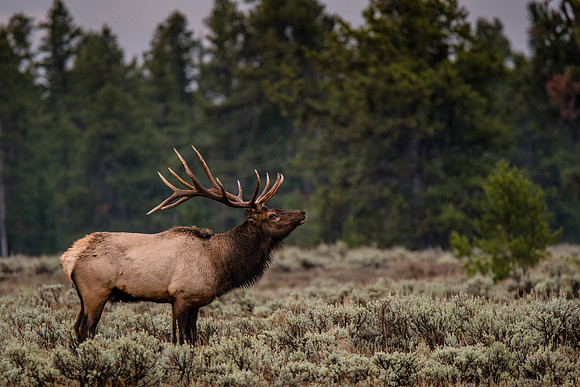 Wildlife in the Tetons