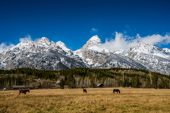 Horses in the Tetons