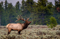 Elk of Grand Teton National Park