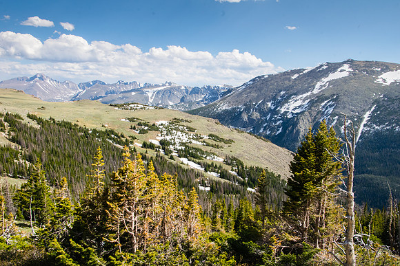 Forests of Trail Ridge Road