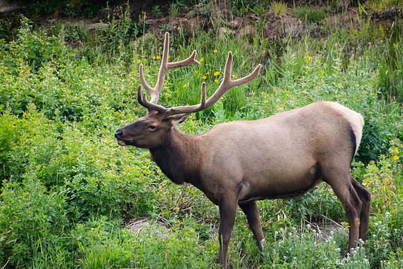 Rocky Mountain Elk