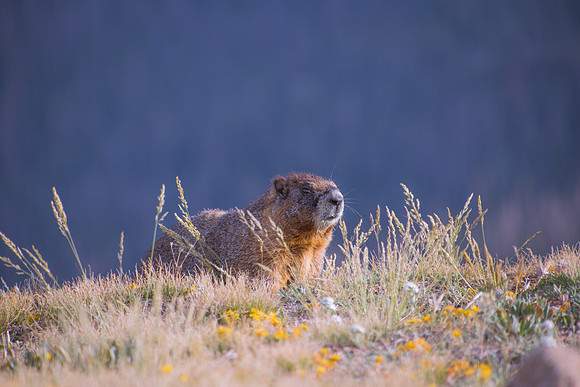 Marmot smelling the flowers
