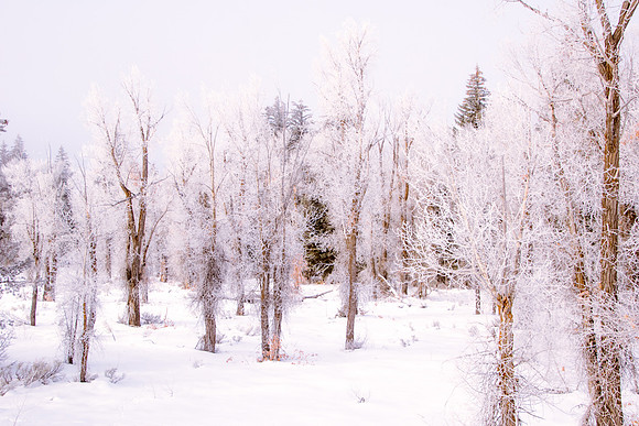 Winter in the Tetons