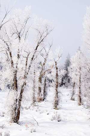 Winter in the Tetons